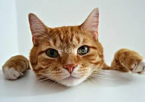 Kucing Moza