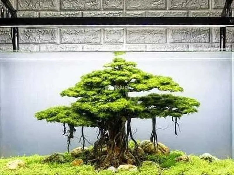 Garden Indoor Landscape Aquascape Home Nature Interior Bandung Jabotabek - 3/5