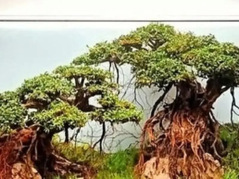 Garden Indoor Landscape Aquascape Home Nature Interior Bandung Jabotabek - 5/5