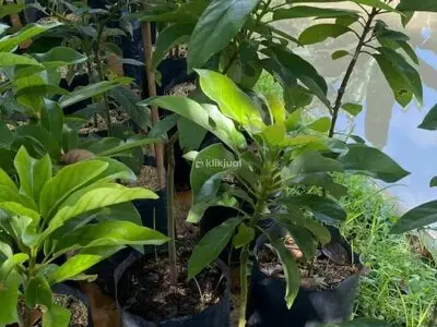 Jual Bibit Alpukat Nganjuk